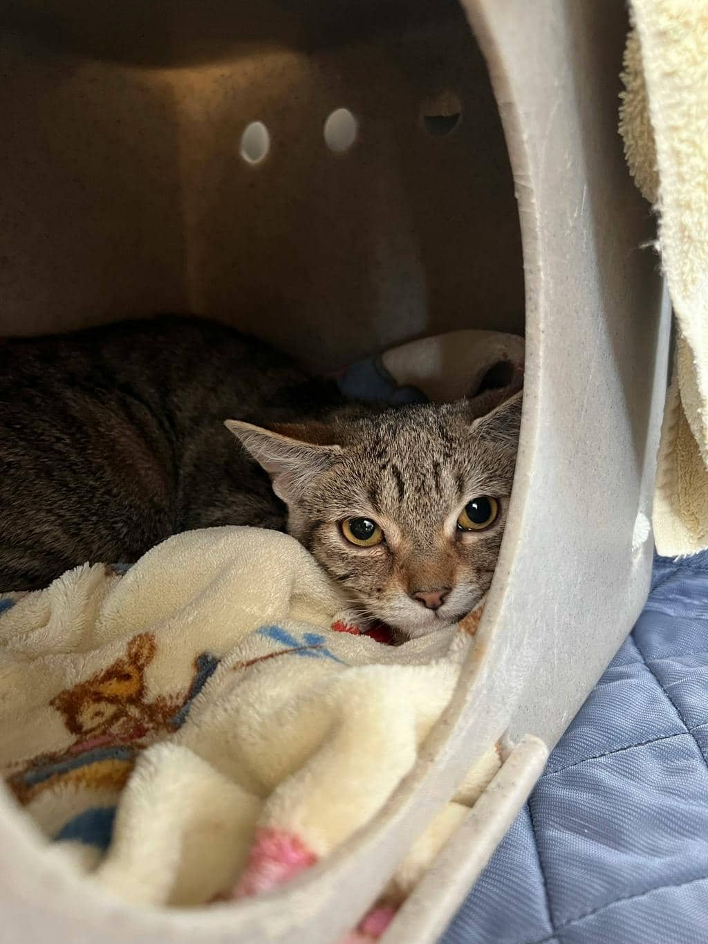 Zoro - Domestic Short Hair available for adoption