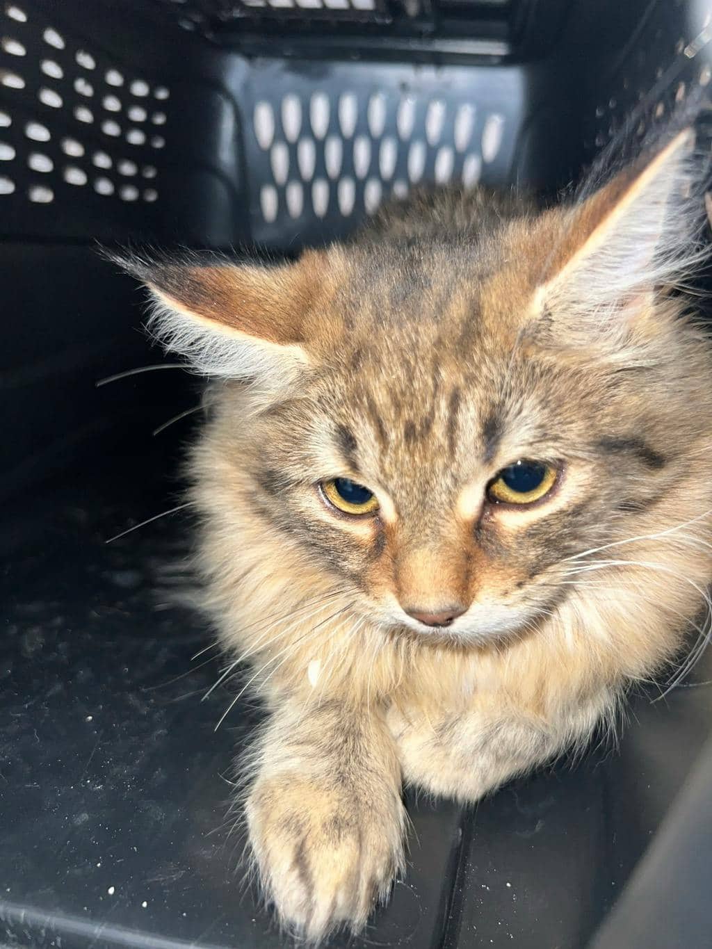 Sanji - Domestic Medium Hair cat available for adoption at Ontario SPCA (Toronto Area) in Stouffville