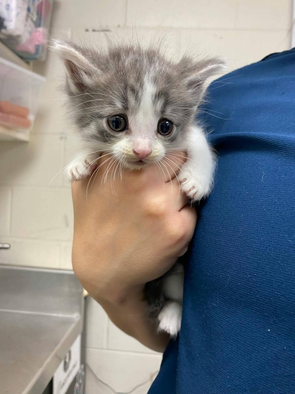 Swiss - Domestic Medium Hair available for adoption