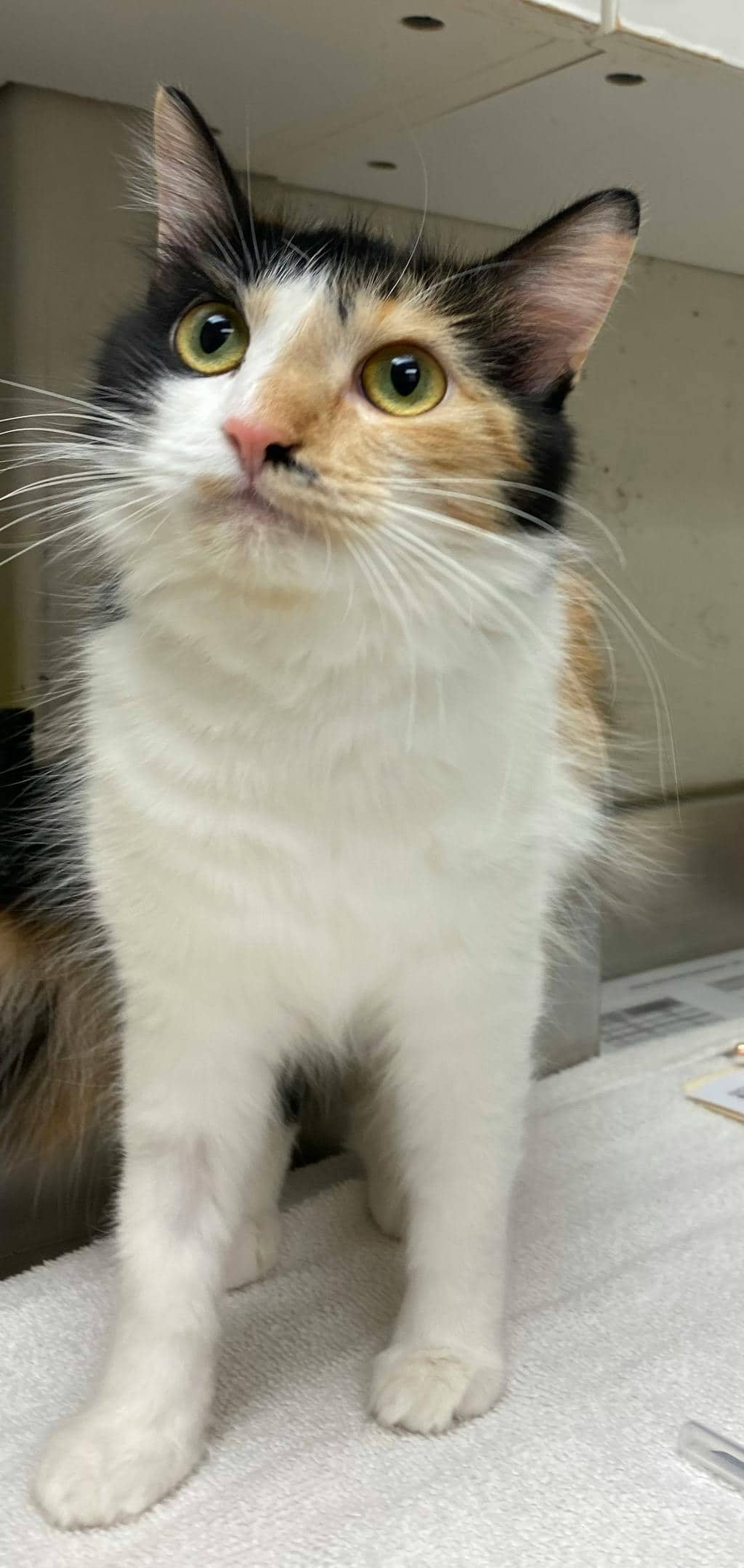 Gabby - Domestic Medium Hair available for adoption