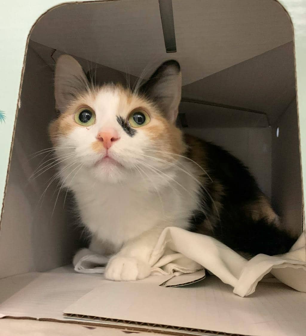Gabby - Domestic Medium Hair cat available for adoption in Ontario