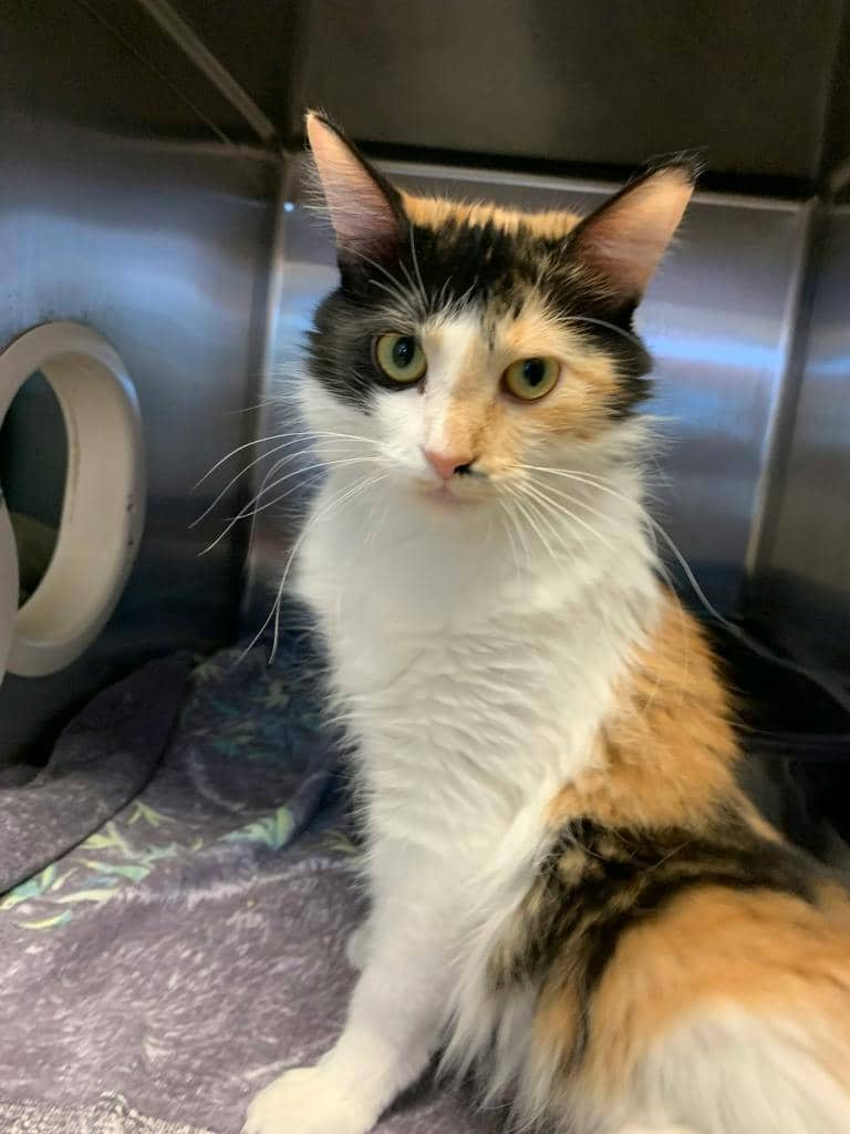 Molly - Domestic Medium Hair cat available for adoption at Ontario SPCA (Sudbury) in Sudbury