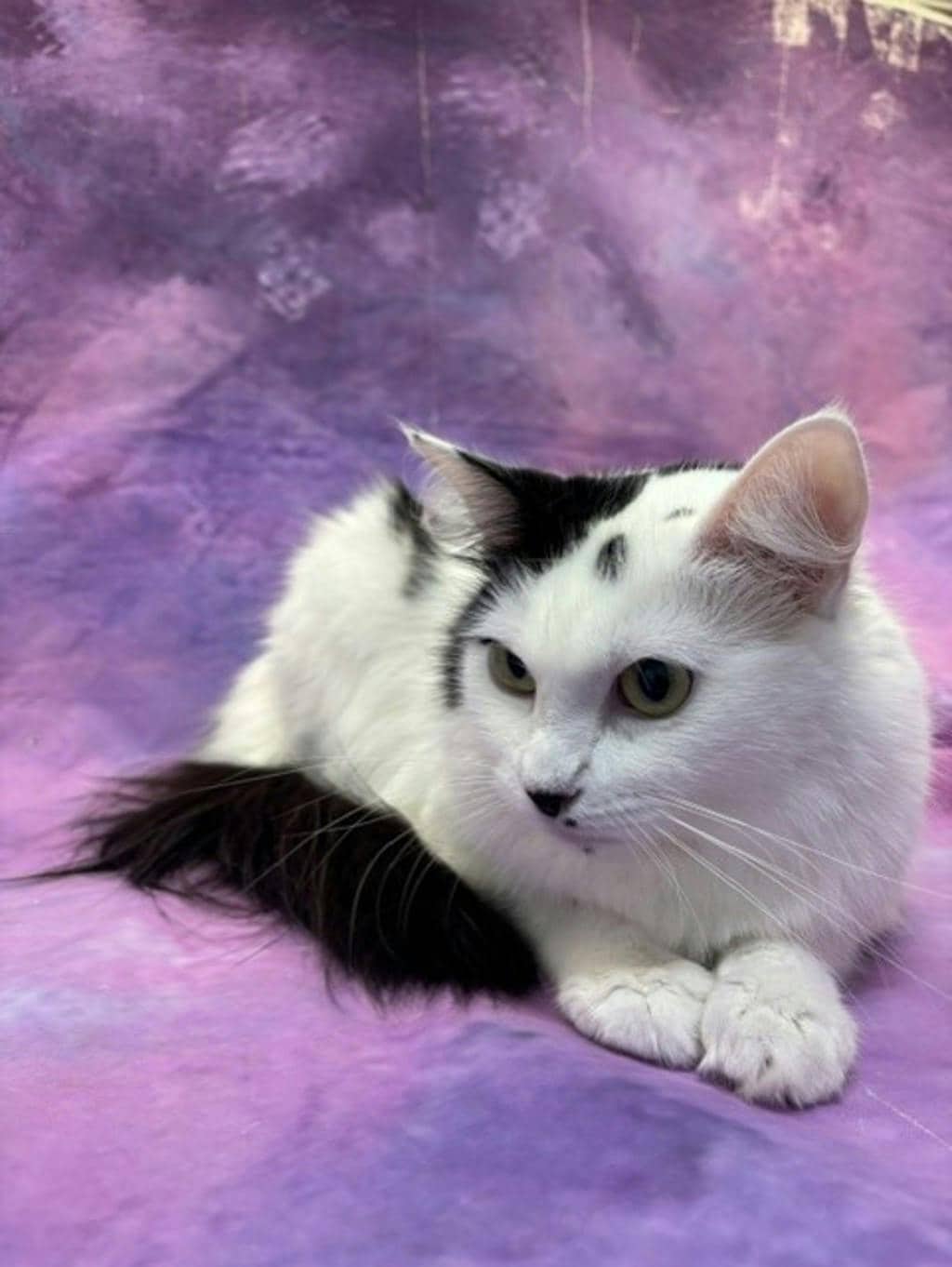 Jackie - Domestic Medium Hair cat available for adoption at Ontario SPCA & Humane Society in Napanee