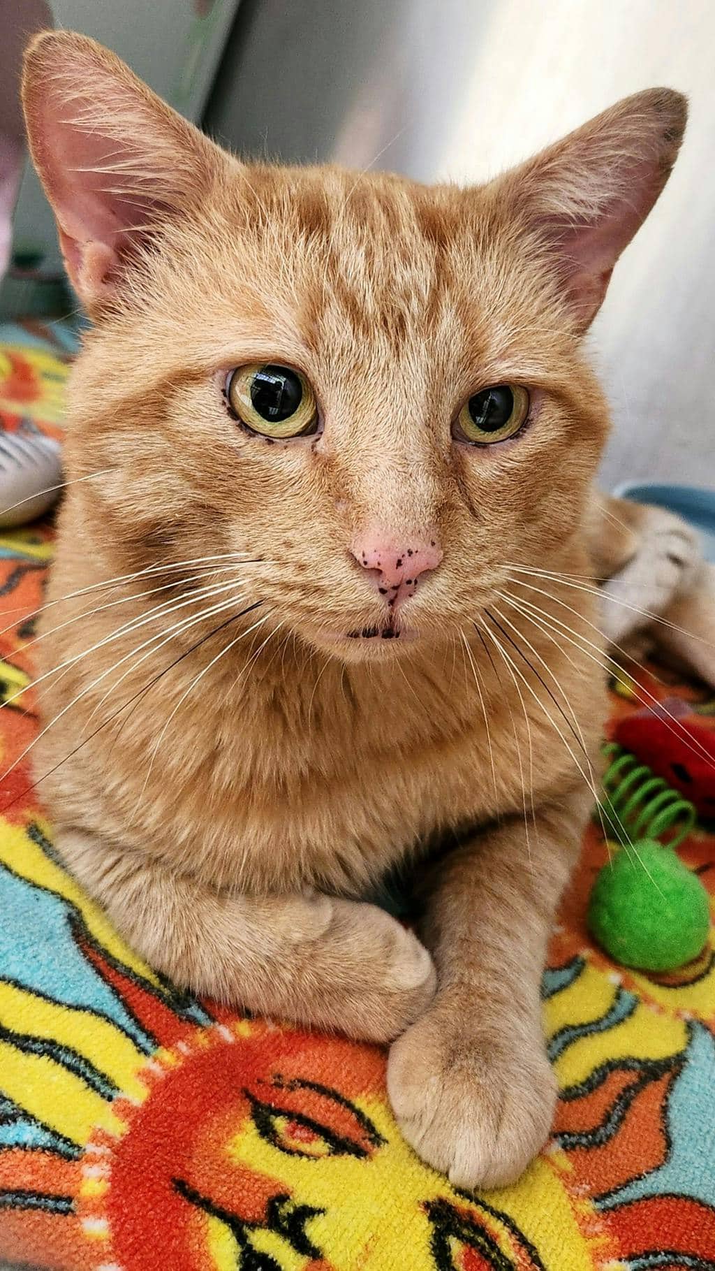 Boomerang - Domestic Short Hair available for adoption