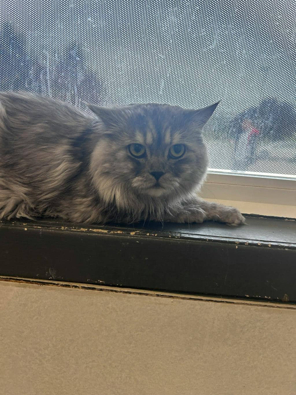 Charlie - Himalayan cat available for adoption at Ontario SPCA (Toronto Area) in Stouffville