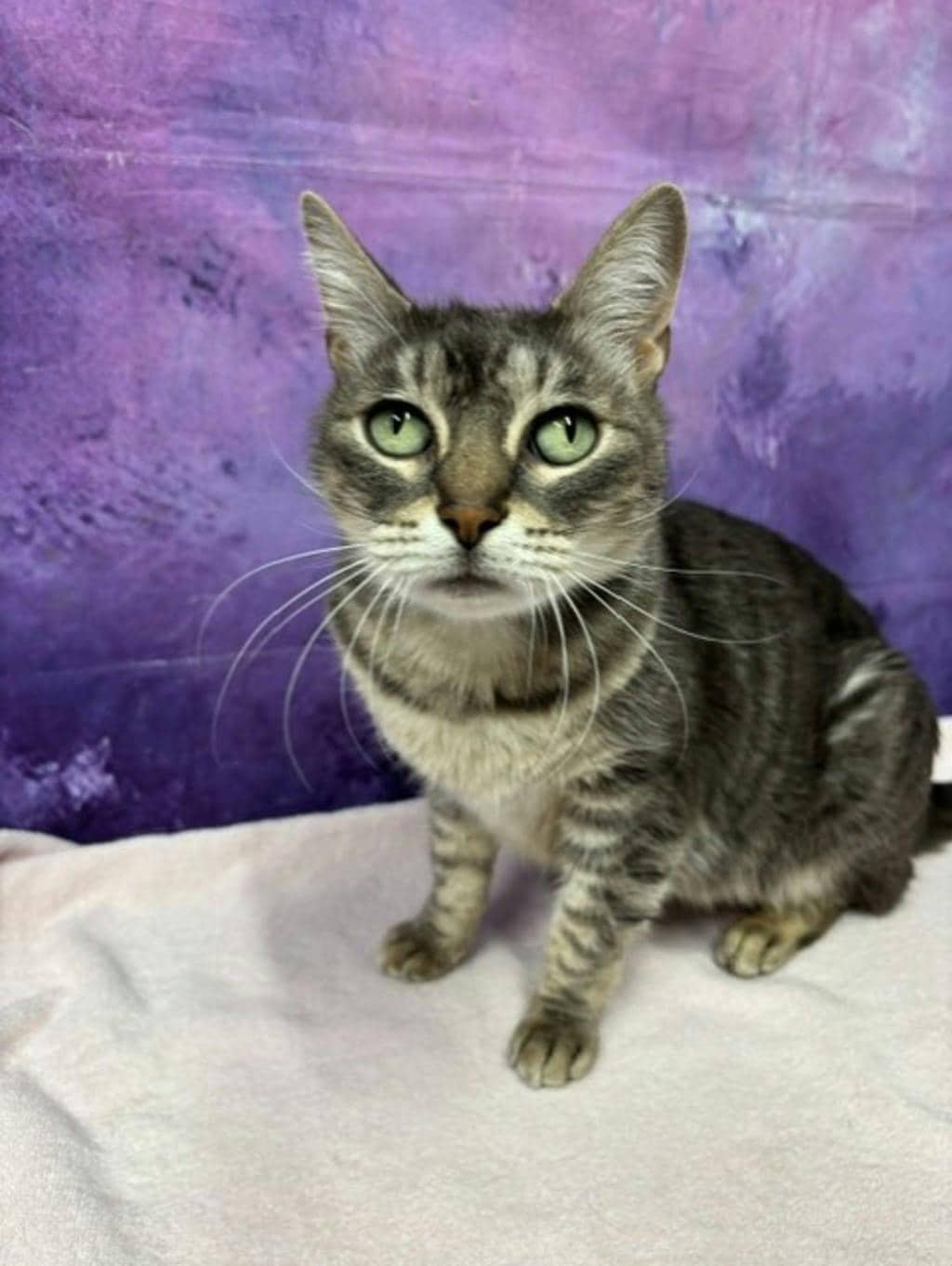 Lexi - Domestic Short Hair cat available for adoption at Ontario SPCA & Humane Society in Napanee