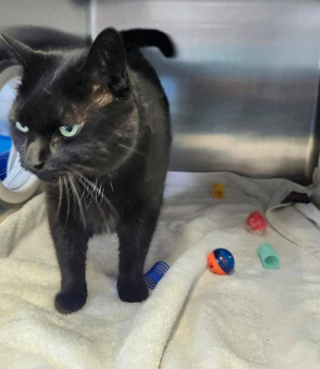 Zahara - Domestic Short Hair cat available for adoption at Ontario SPCA (Central Ontario) in Orangeville