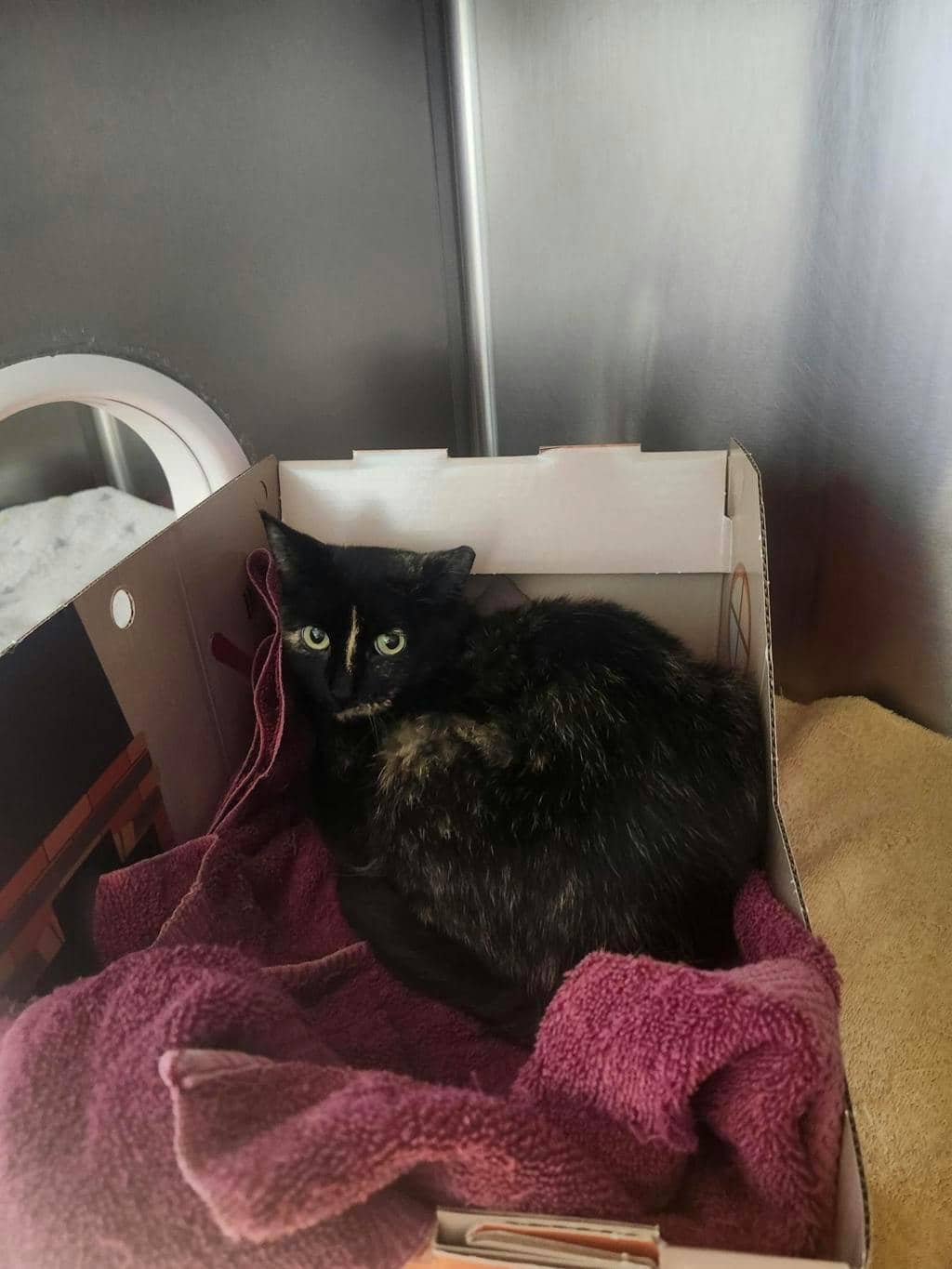 Cosmo (fta) - Domestic Short Hair cat available for adoption at Ontario SPCA (Central Ontario) in Orangeville