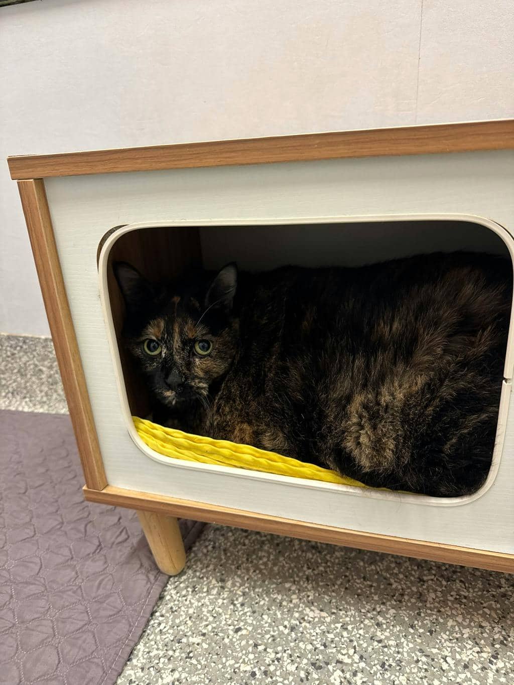 Pumpkin - Domestic Short Hair cat available for adoption at Ontario SPCA (Toronto Area) in Stouffville