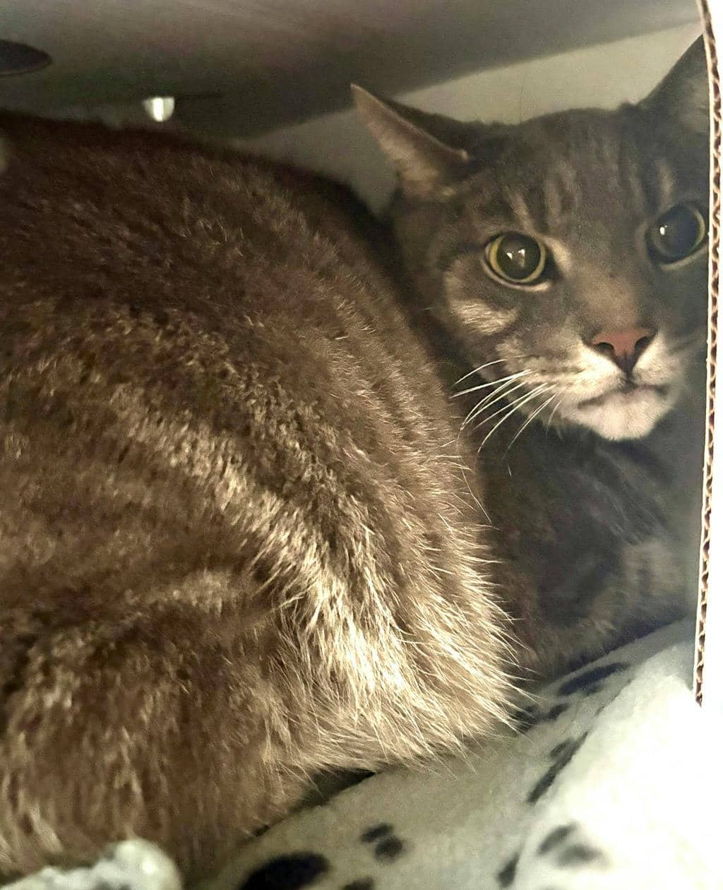 Ceaser (PetSmart Innes) - Domestic Short Hair cat available for adoption at Ontario SPCA (Ottawa Area) in Cornwall