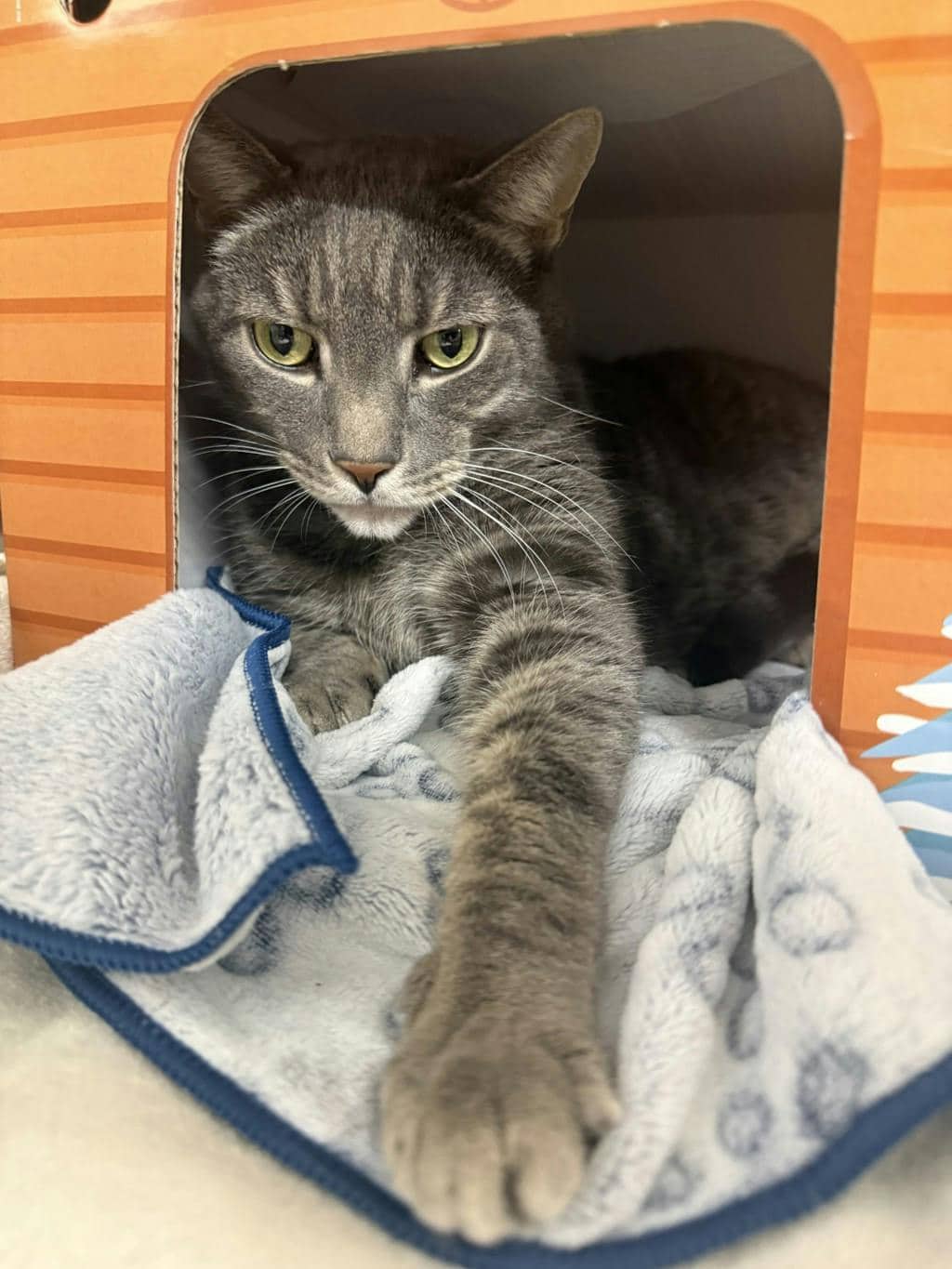 Ceaser - Domestic Short Hair available for adoption