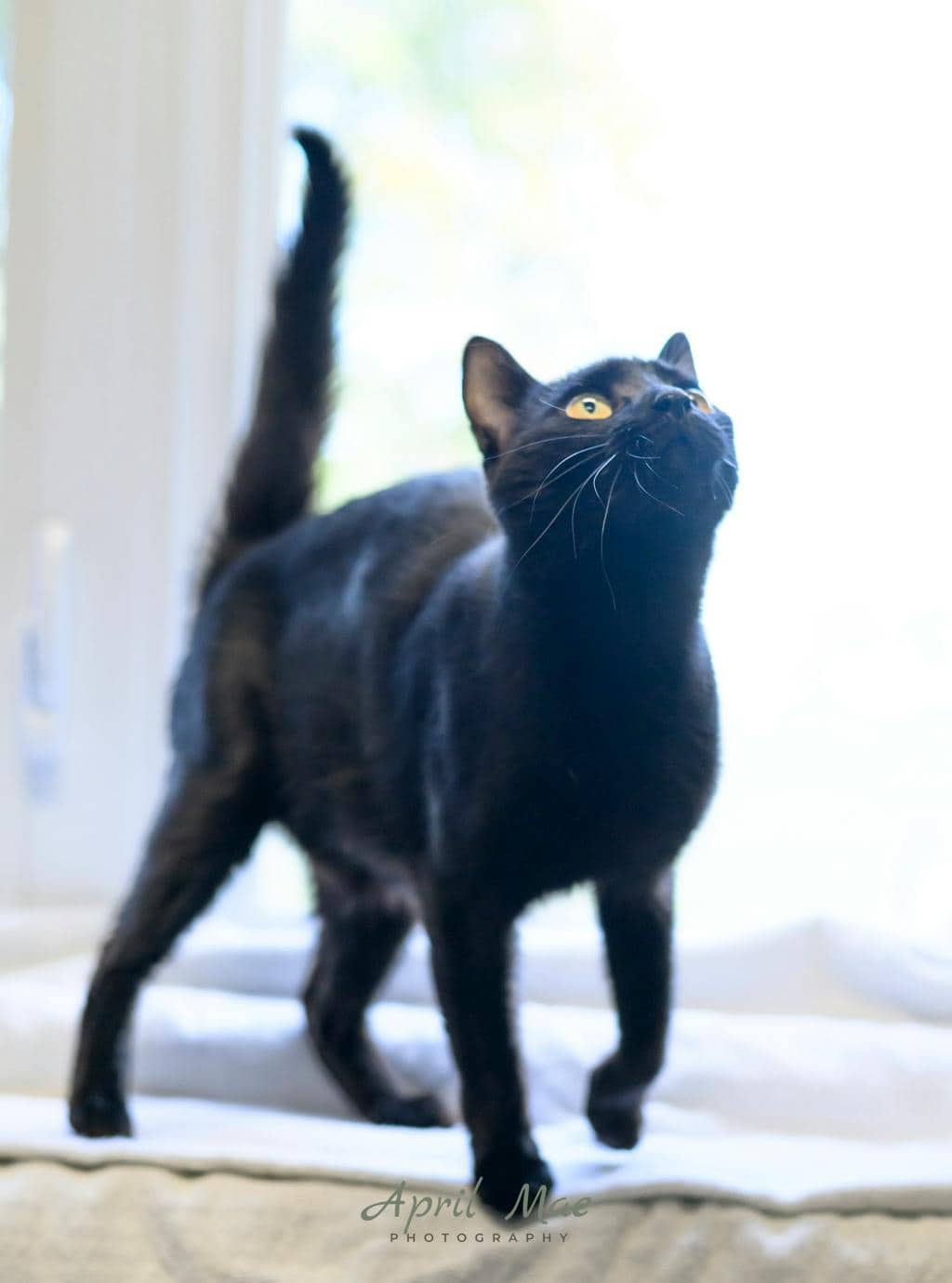 Moon (petsmart Orangeville) - Domestic Short Hair cat available for adoption at Ontario SPCA (Central Ontario) in Orangeville