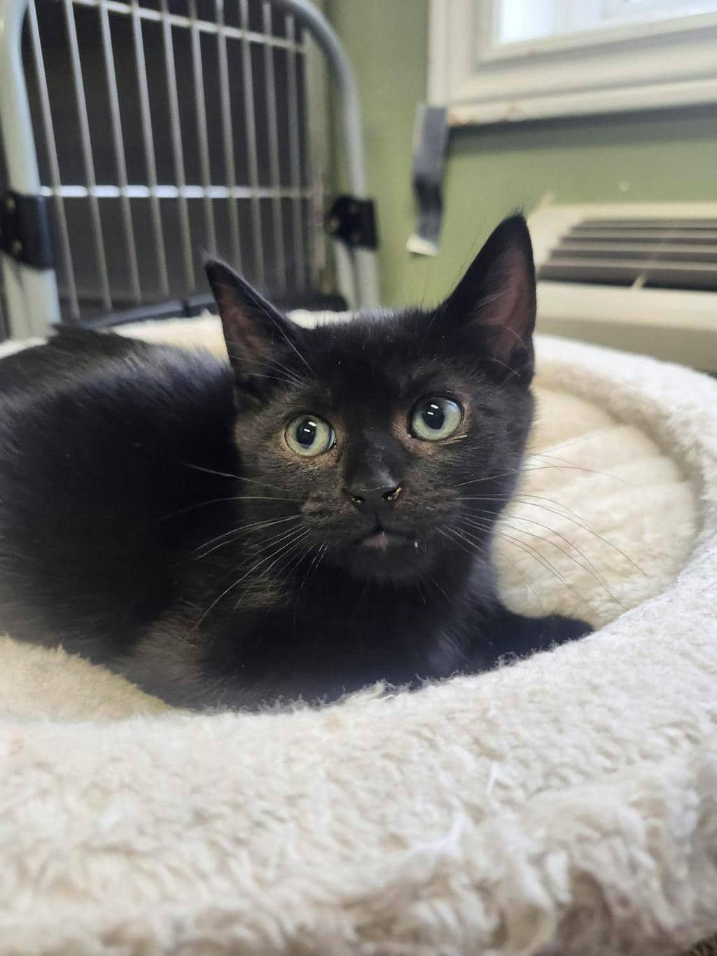 Gus (petsmart Orangeville) - Domestic Short Hair cat available for adoption at Ontario SPCA (Central Ontario) in Orangeville