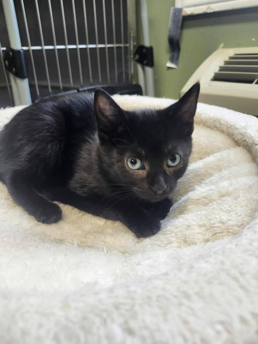 Tessa (petsmart Orangeville) - Domestic Short Hair available for adoption