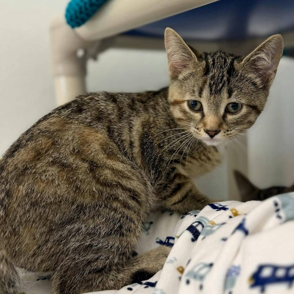 Daphne - Domestic Short Hair available for adoption