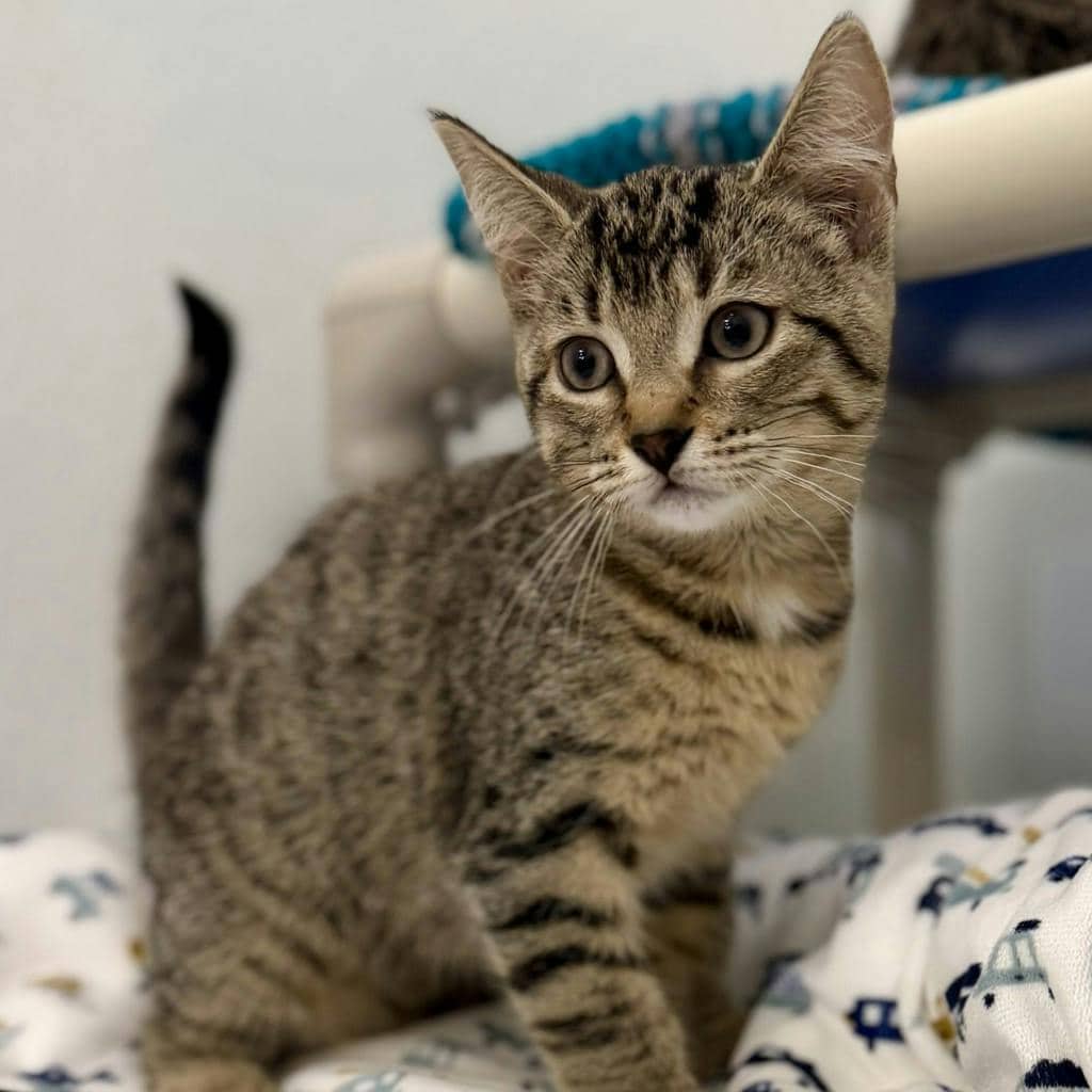 Norma - Domestic Short Hair available for adoption