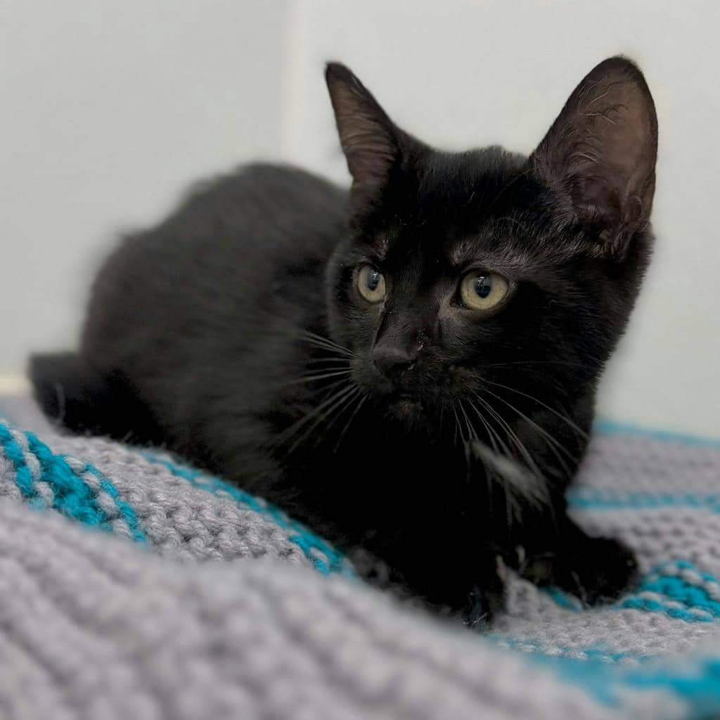 Lola - Domestic Short Hair cat available for adoption at Ontario SPCA (Ottawa Area) in Brockville