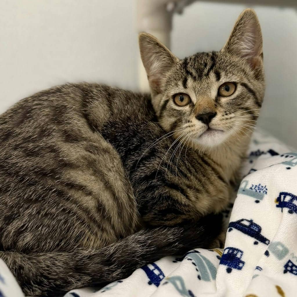 Shaggy - Domestic Short Hair available for adoption