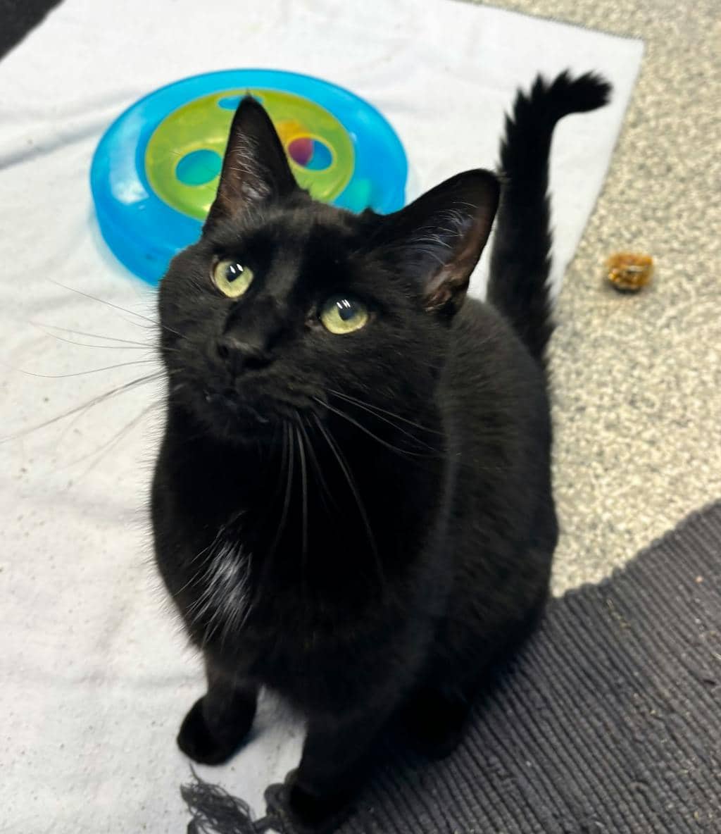 Hero - Domestic Short Hair available for adoption