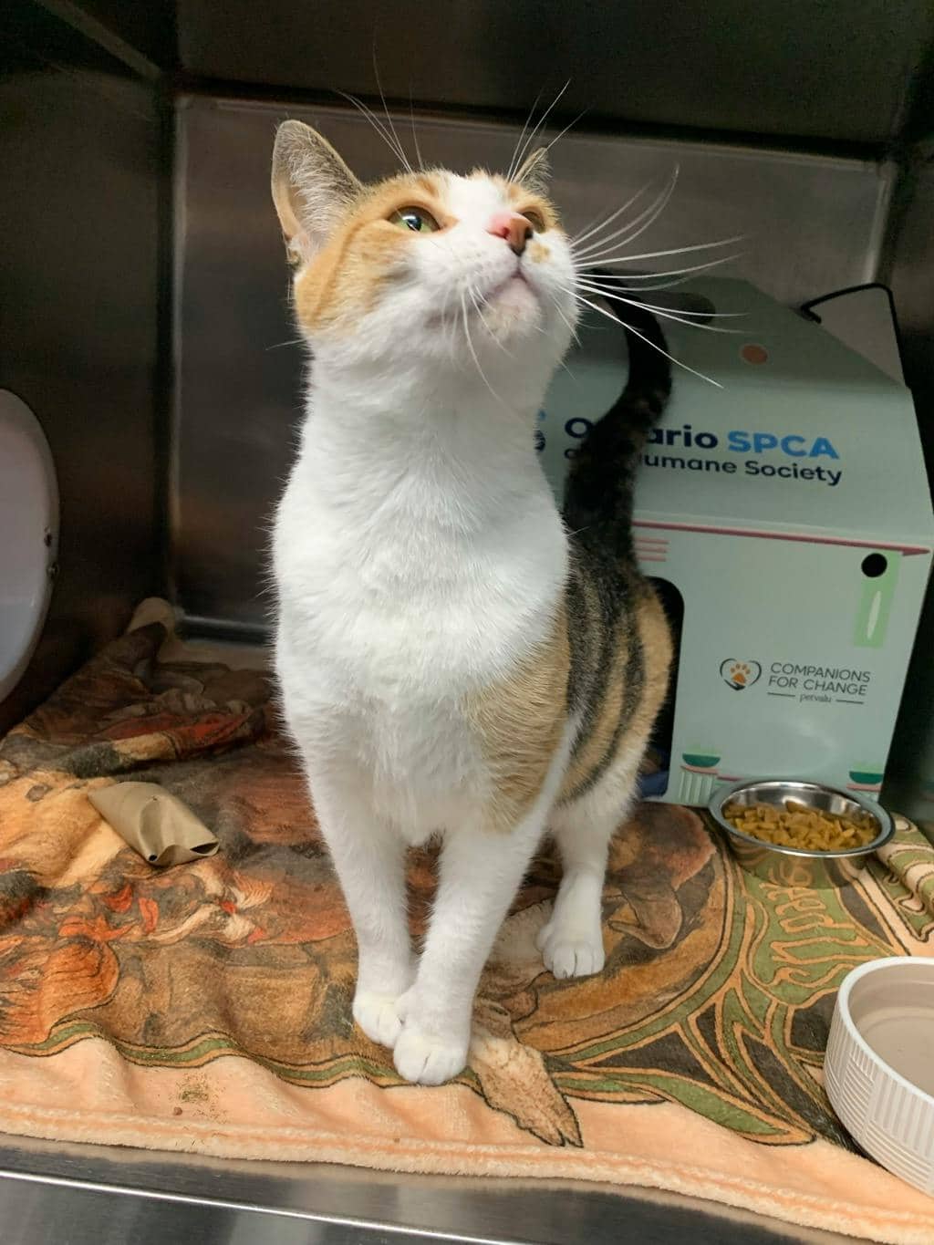Karmella - Domestic Short Hair available for adoption