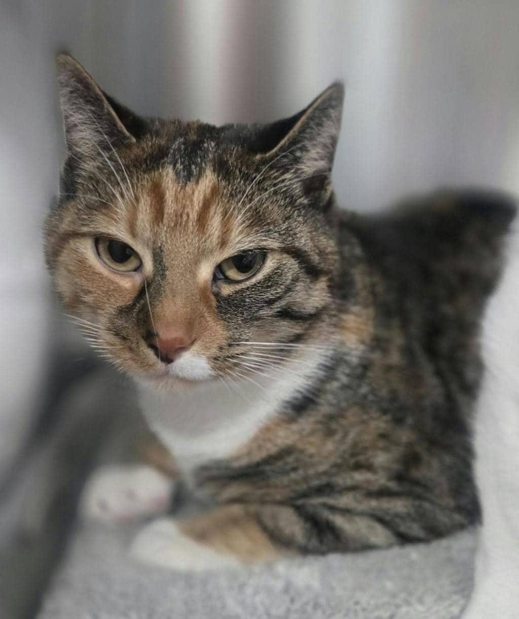 Eve - Domestic Short Hair cat available for adoption at Ontario SPCA (Central Ontario) in Barrie