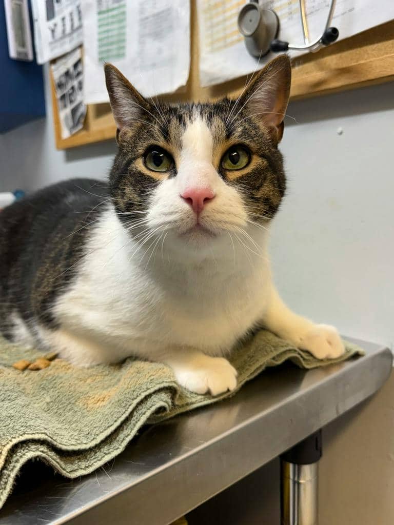 Toby - Domestic Short Hair available for adoption