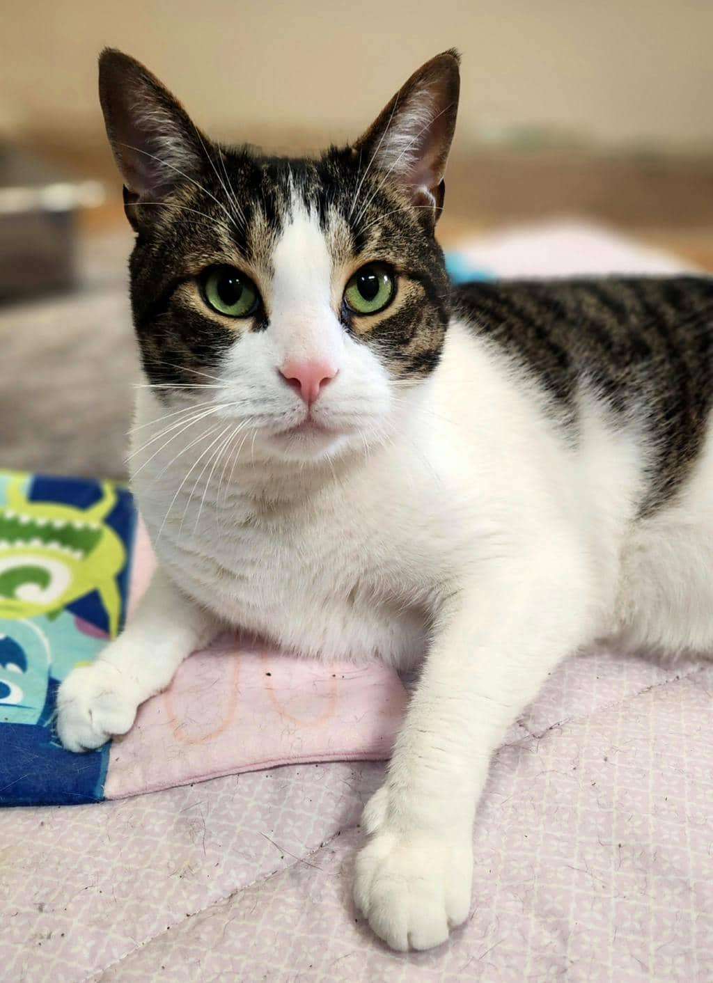 Toby - Domestic Short Hair cat available for adoption in Ontario