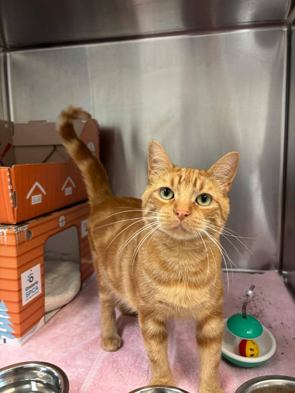 Lobster (at Seneca King) - Domestic Short Hair cat available for adoption at Ontario SPCA (Toronto Area) in Stouffville
