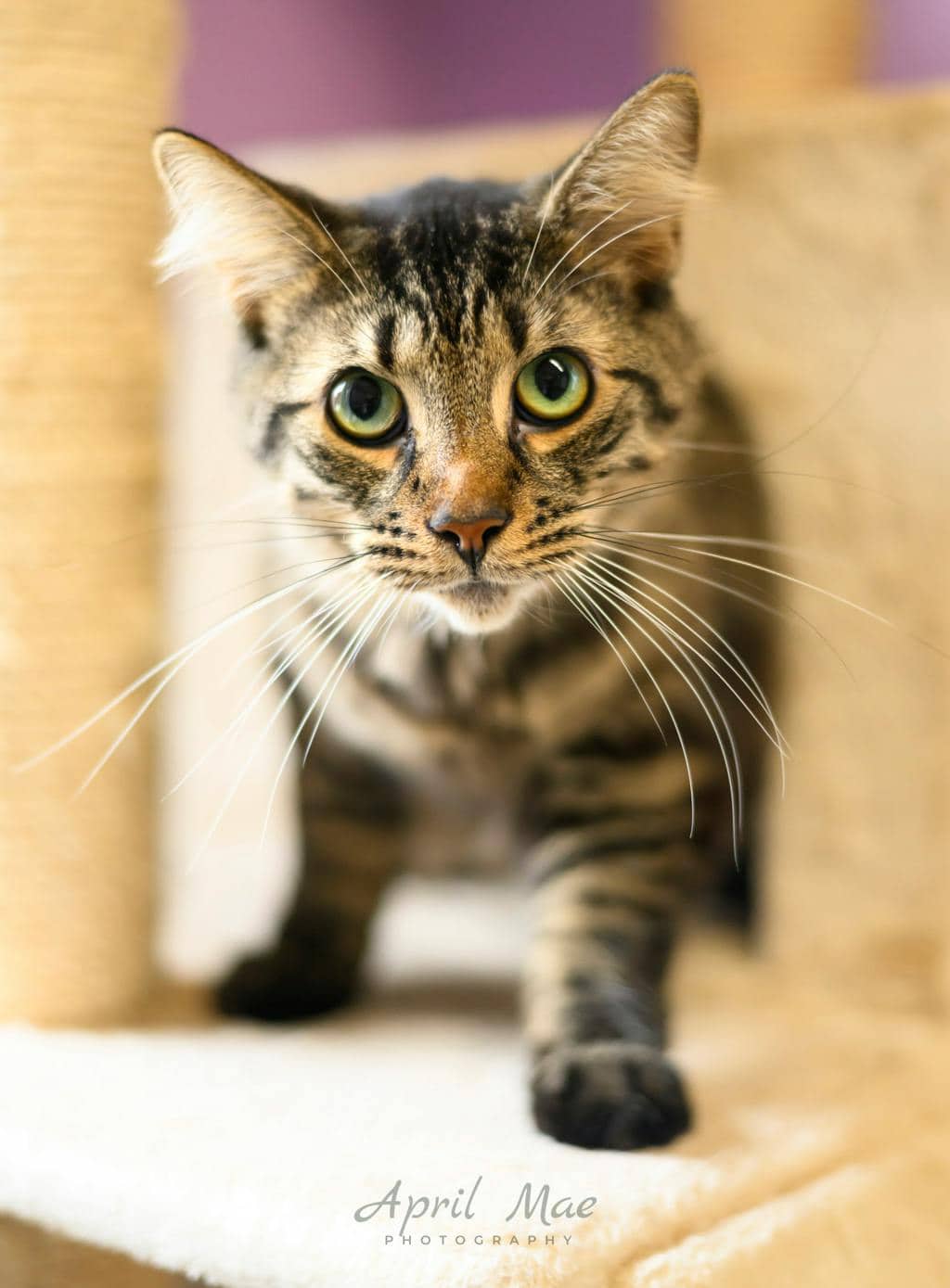 Slinky -Aka Blackie - Domestic Medium Hair cat available for adoption at Ontario SPCA (Central Ontario) in Orangeville