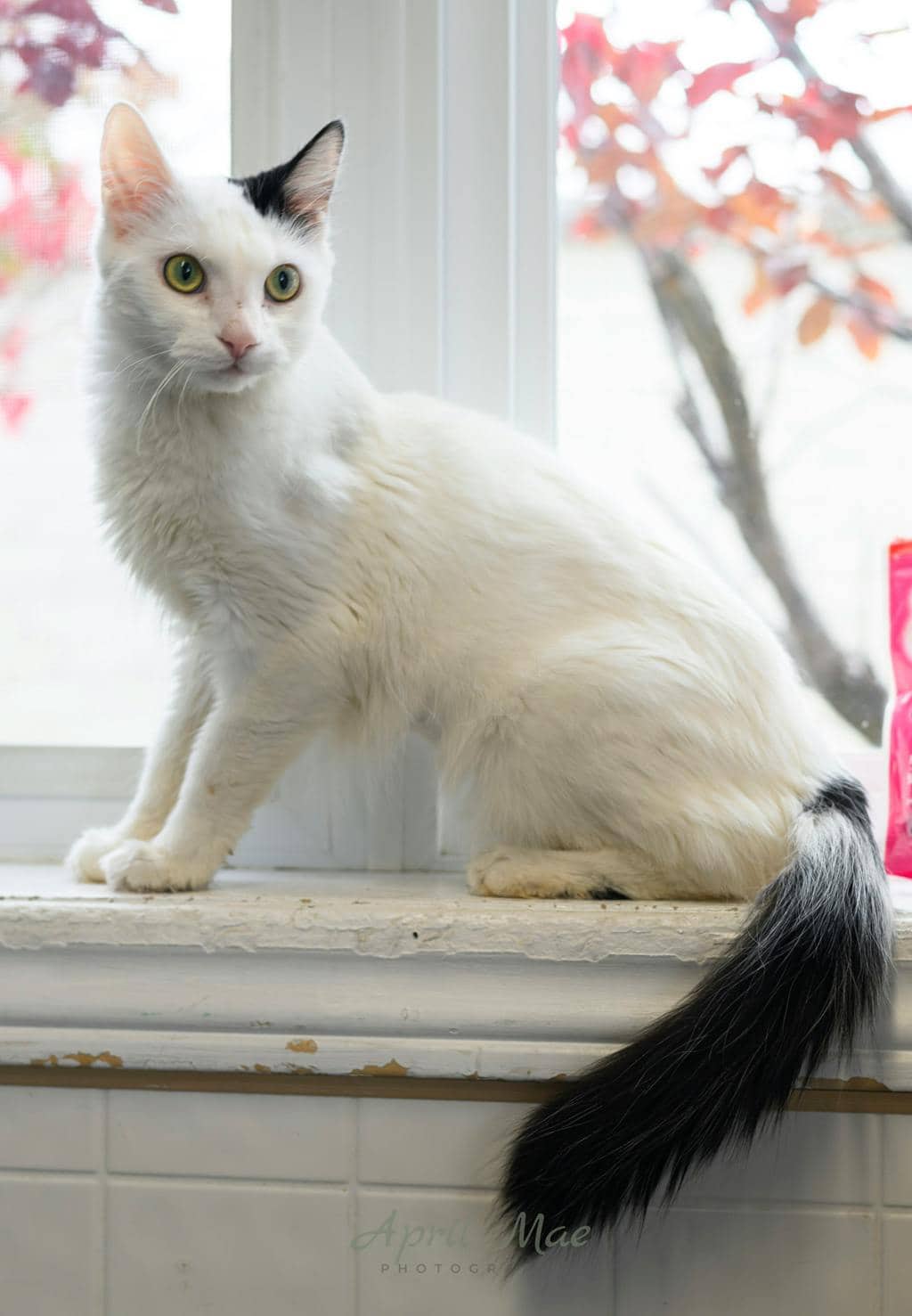 Tik - Domestic Medium Hair available for adoption