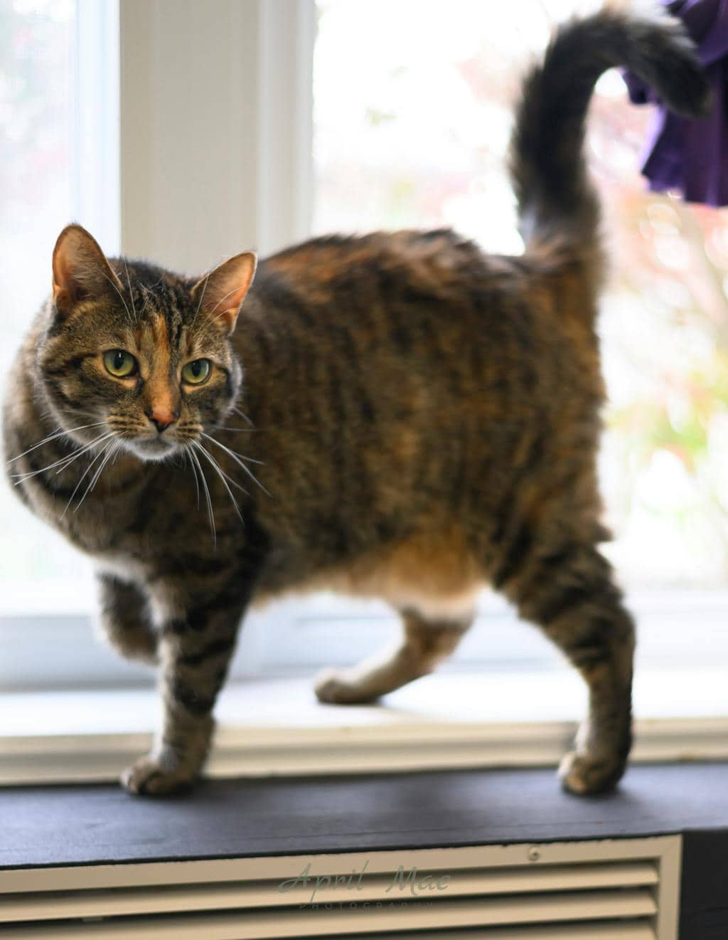 Sho - Domestic Short Hair cat available for adoption at Ontario SPCA (Central Ontario) in Orangeville