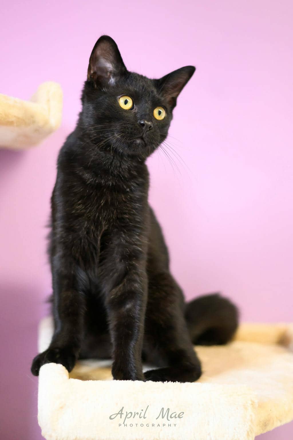 Tent - Domestic Short Hair cat available for adoption at Ontario SPCA (Central Ontario) in Orangeville