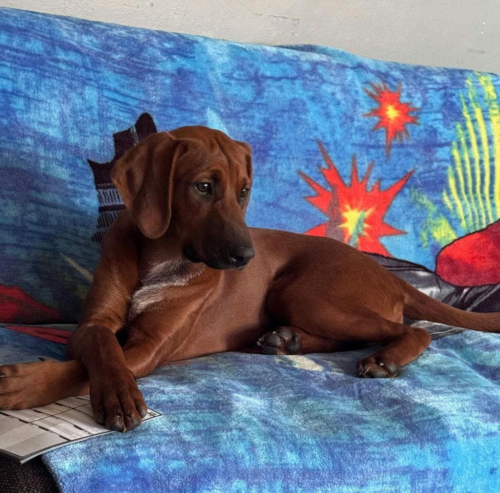 Remi