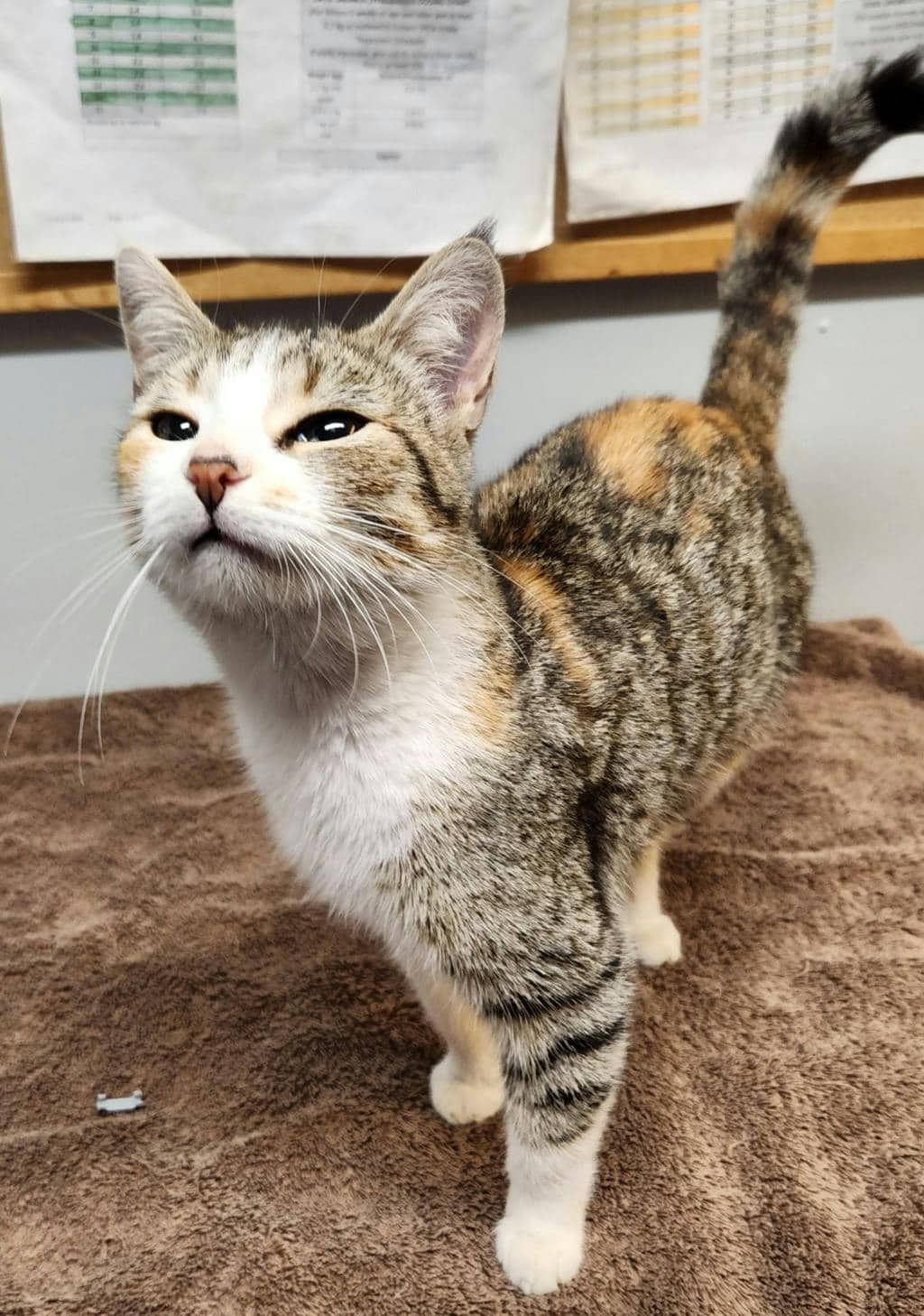 Bellatrix - Domestic Short Hair cat available for adoption at Ontario SPCA (Ottawa Area) in Cornwall