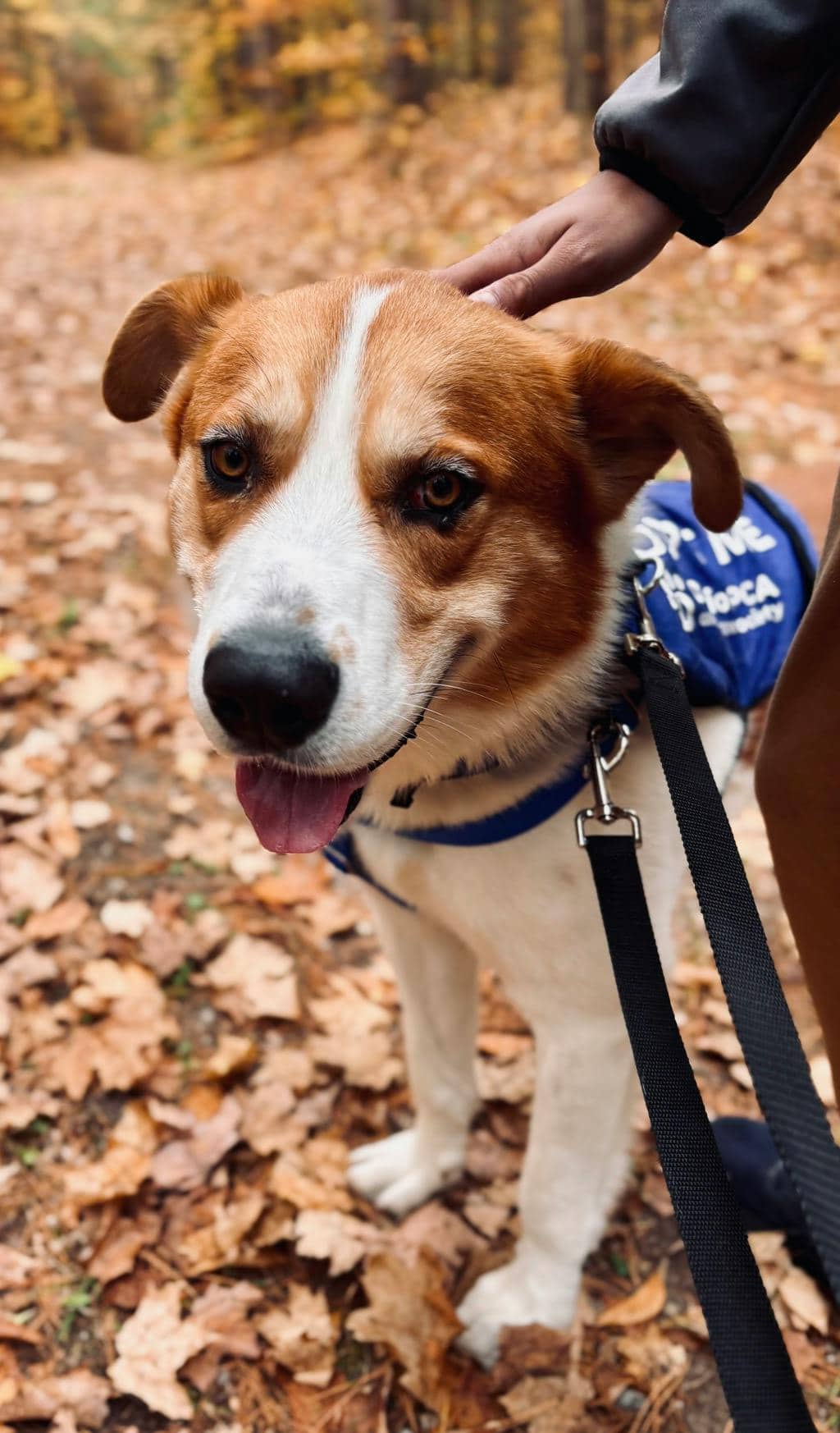Chum - Saint Bernard available for adoption in Ontario