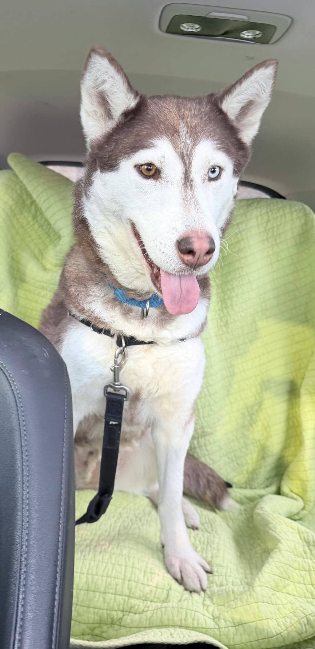 Mocha - Husky Mixed available for adoption in Ontario