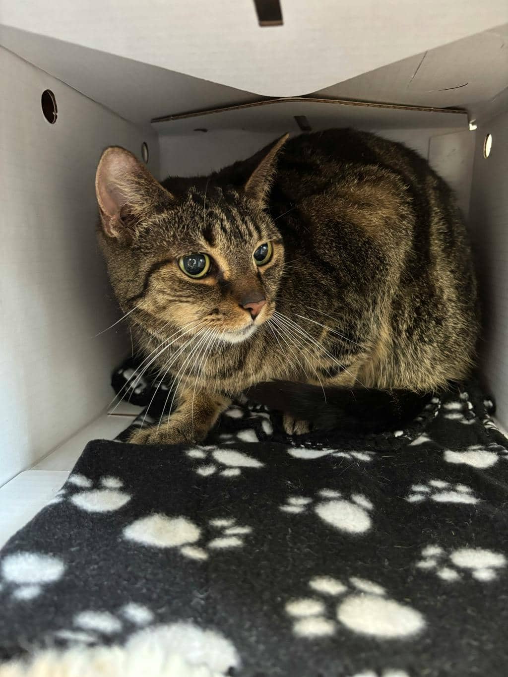 Cici - Domestic Short Hair cat available for adoption at Ontario SPCA (Toronto Area) in Stouffville