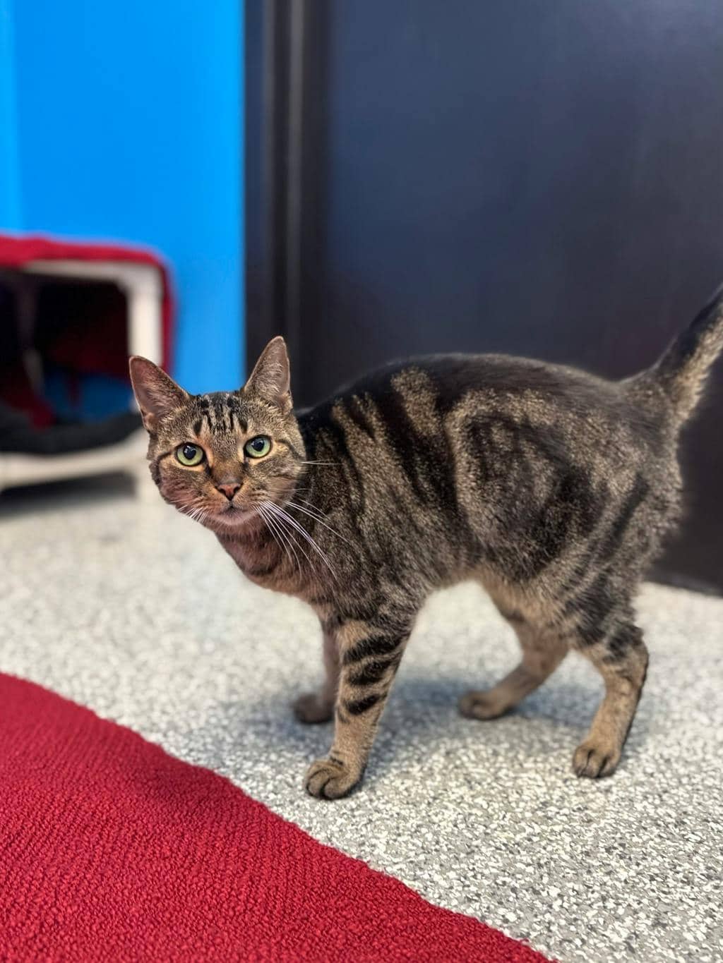 Cici - Domestic Short Hair available for adoption