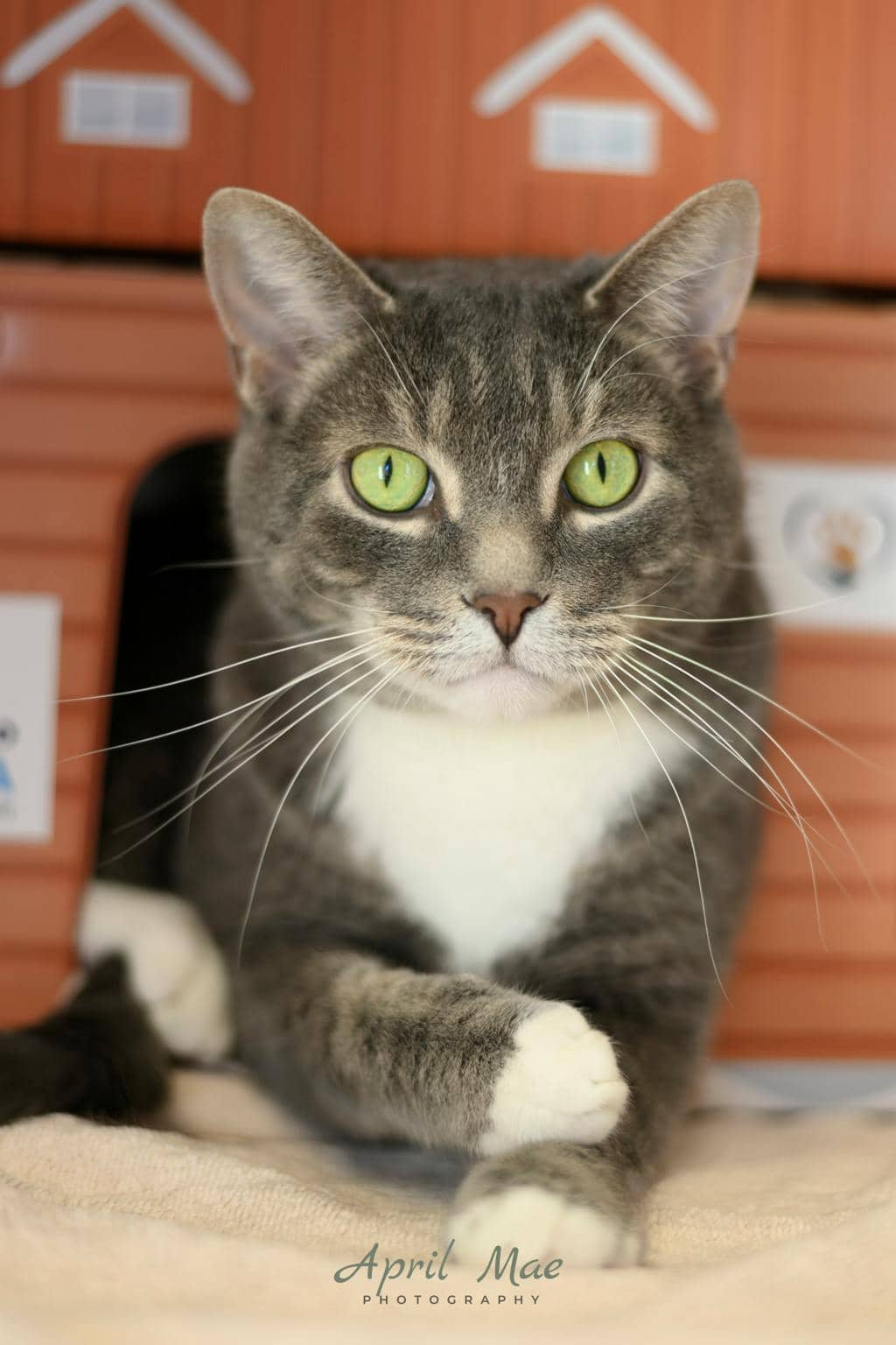 Nick - Domestic Short Hair available for adoption