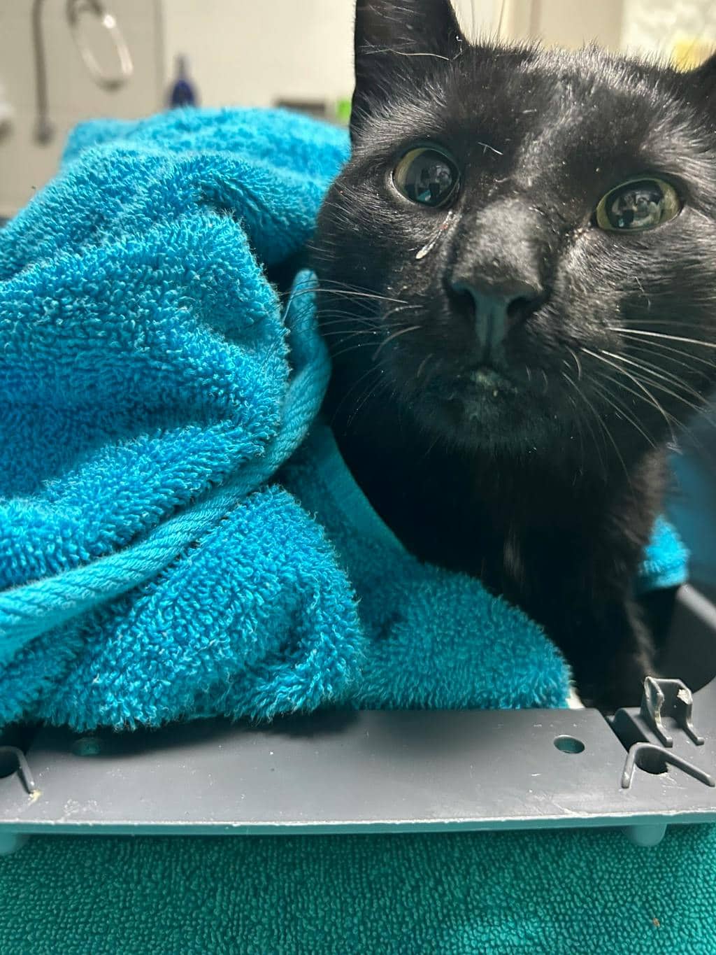 Thackery Binx - Domestic Short Hair cat available for adoption at Ontario SPCA (Central Ontario) in Midland