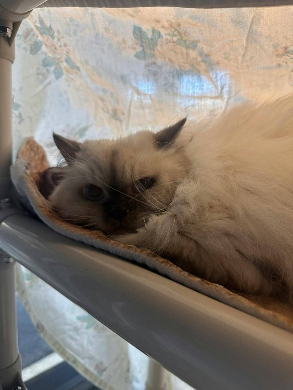 Mothman (delayed Adoption) - Ragdoll available for adoption