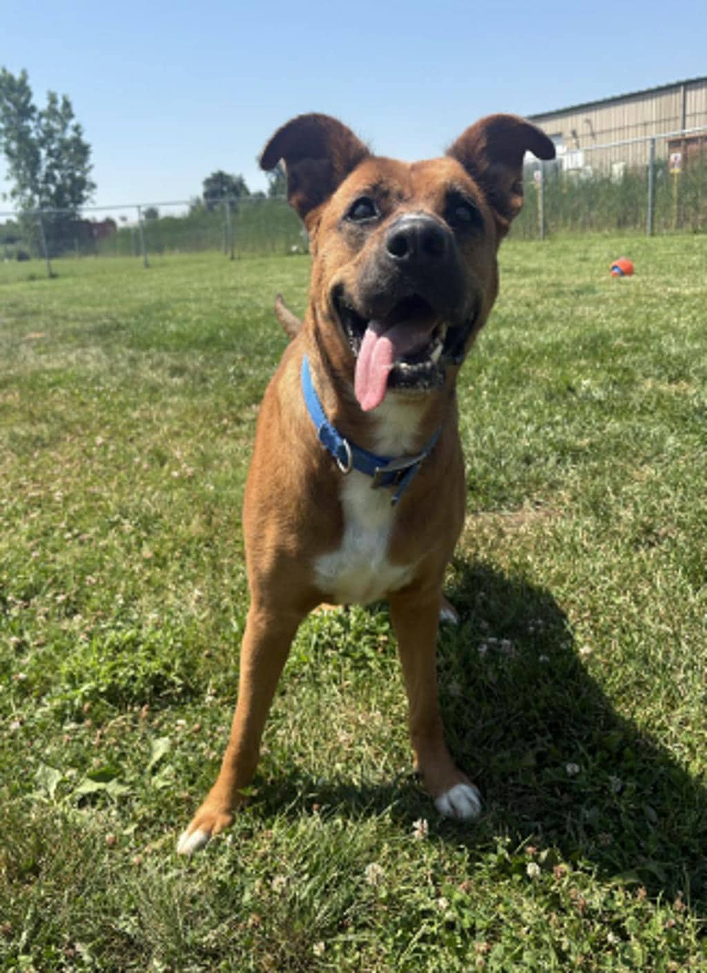 Daisy - Shepherd Mix available for adoption in Ontario