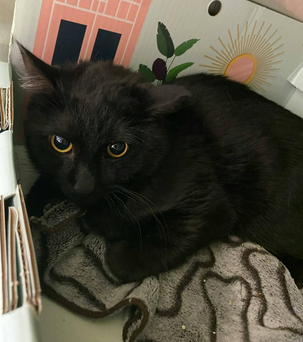 Cobb - Domestic Short Hair available for adoption