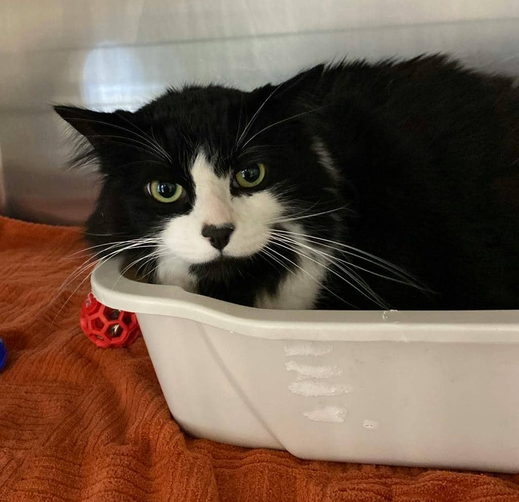 Bongo - Domestic Longhair available for adoption