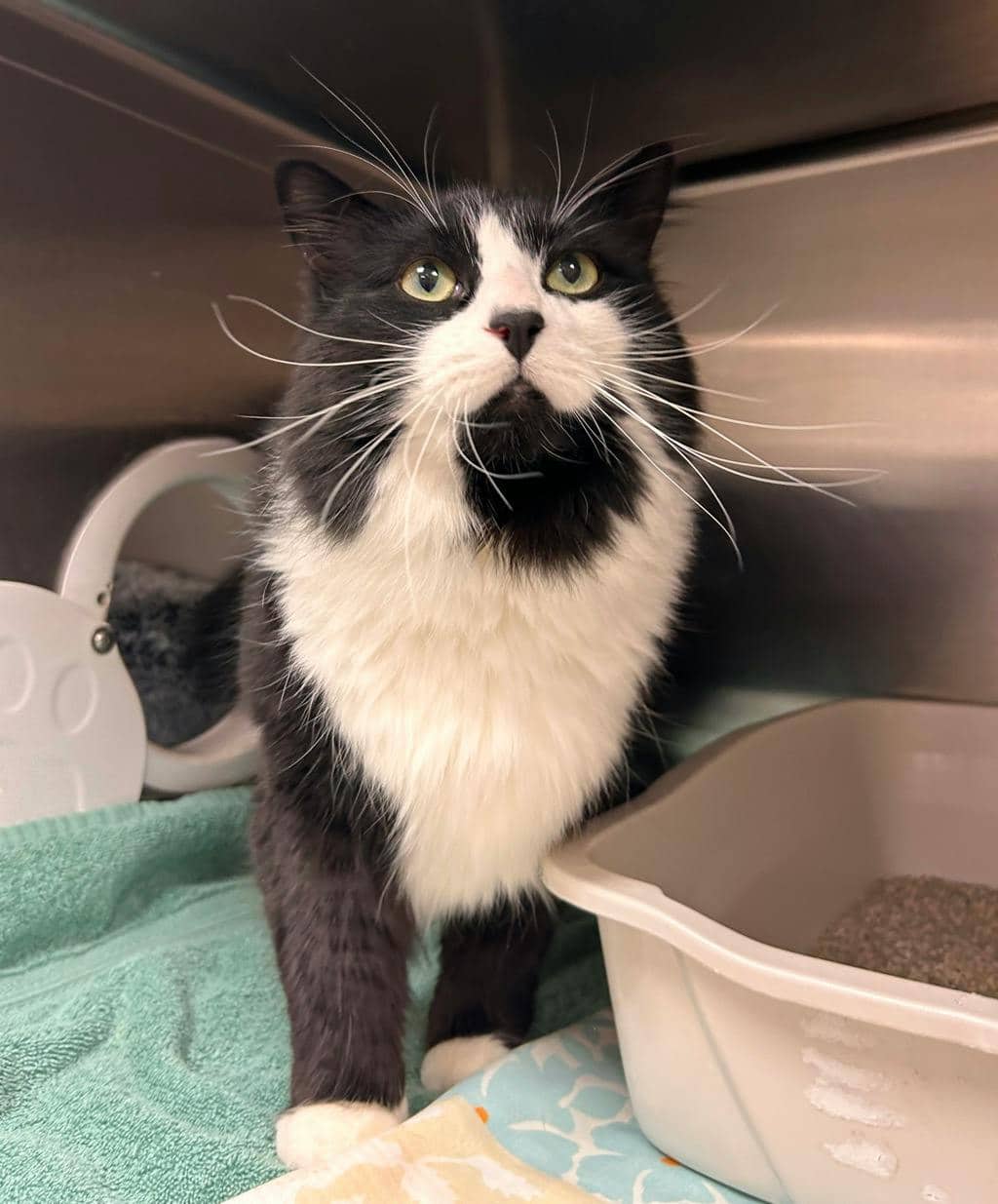 Bongo - Domestic Longhair available for adoption