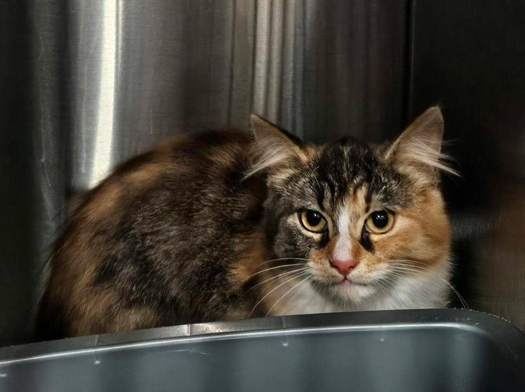 Pumpkin - Domestic Longhair cat available for adoption at Ontario SPCA (Ottawa Area) in Pembroke