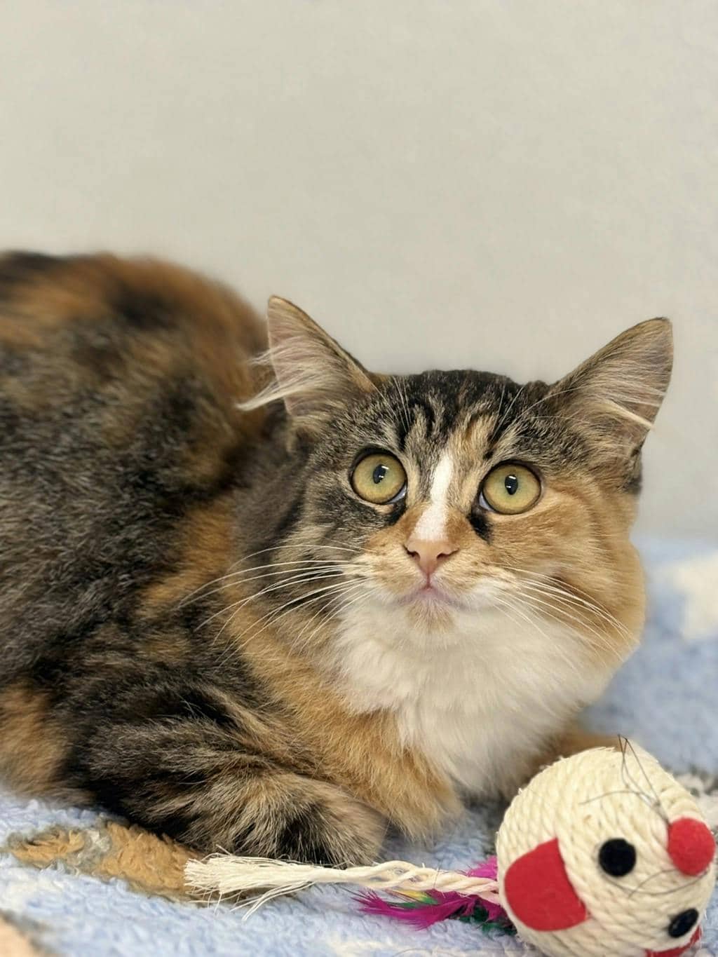 Pumpkin - Domestic Longhair cat available for adoption at Ontario SPCA (Ottawa Area) in Brockville