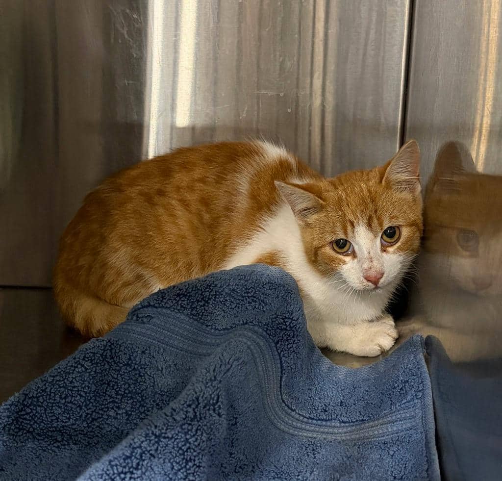 Yam - Domestic Short Hair available for adoption