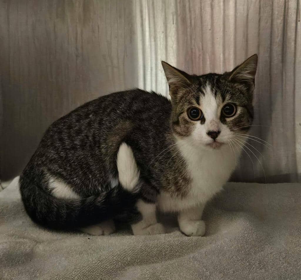 Pattypan - Domestic Short Hair cat available for adoption at Ontario SPCA (Ottawa Area) in Pembroke