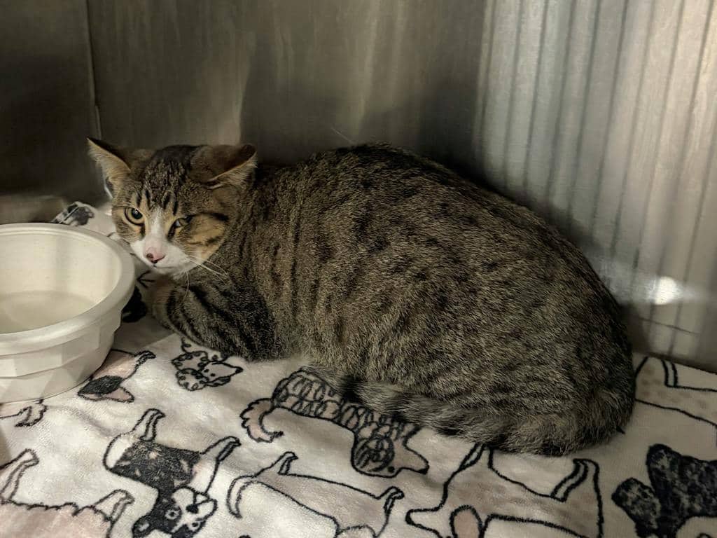 Futsu - Domestic Short Hair available for adoption